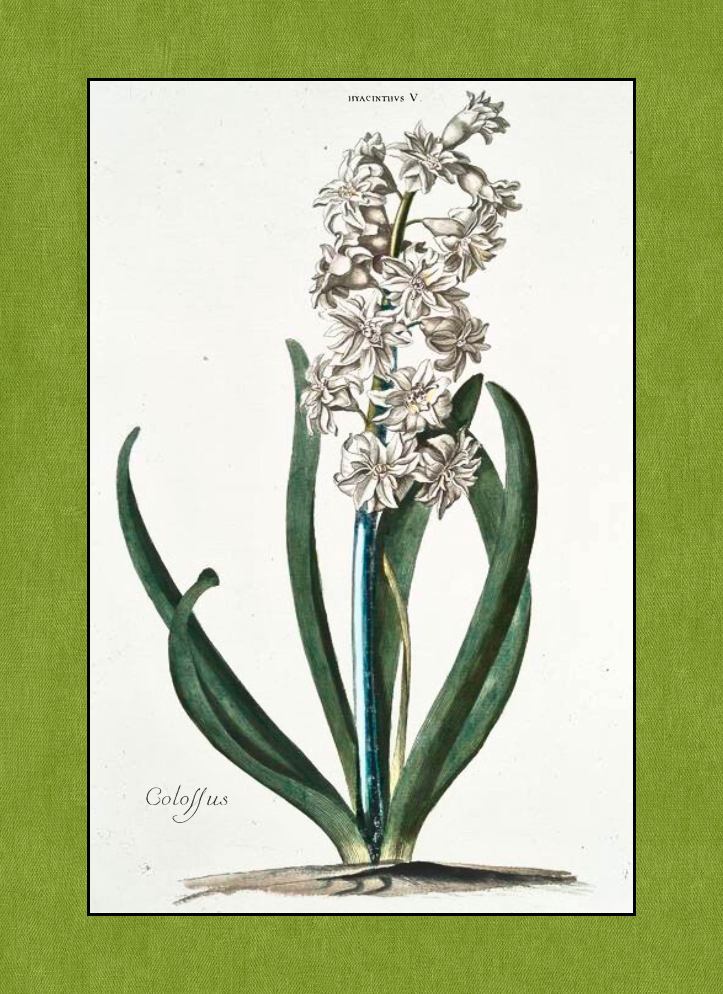 Flower - Hyacinth Orig - (8 x 11 in).png