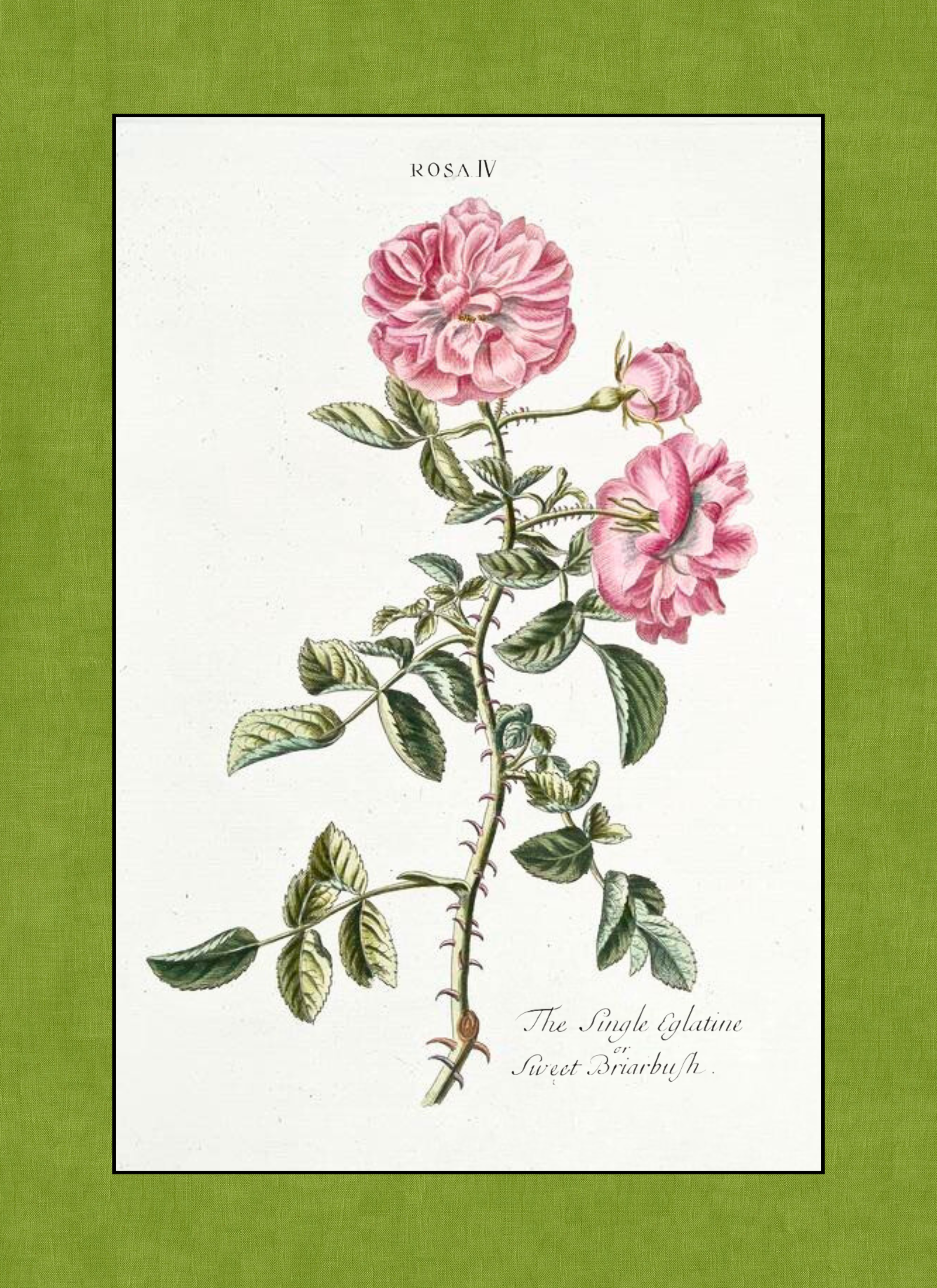 Flower - Sweet Briar Orig - (8 x 11 in).png