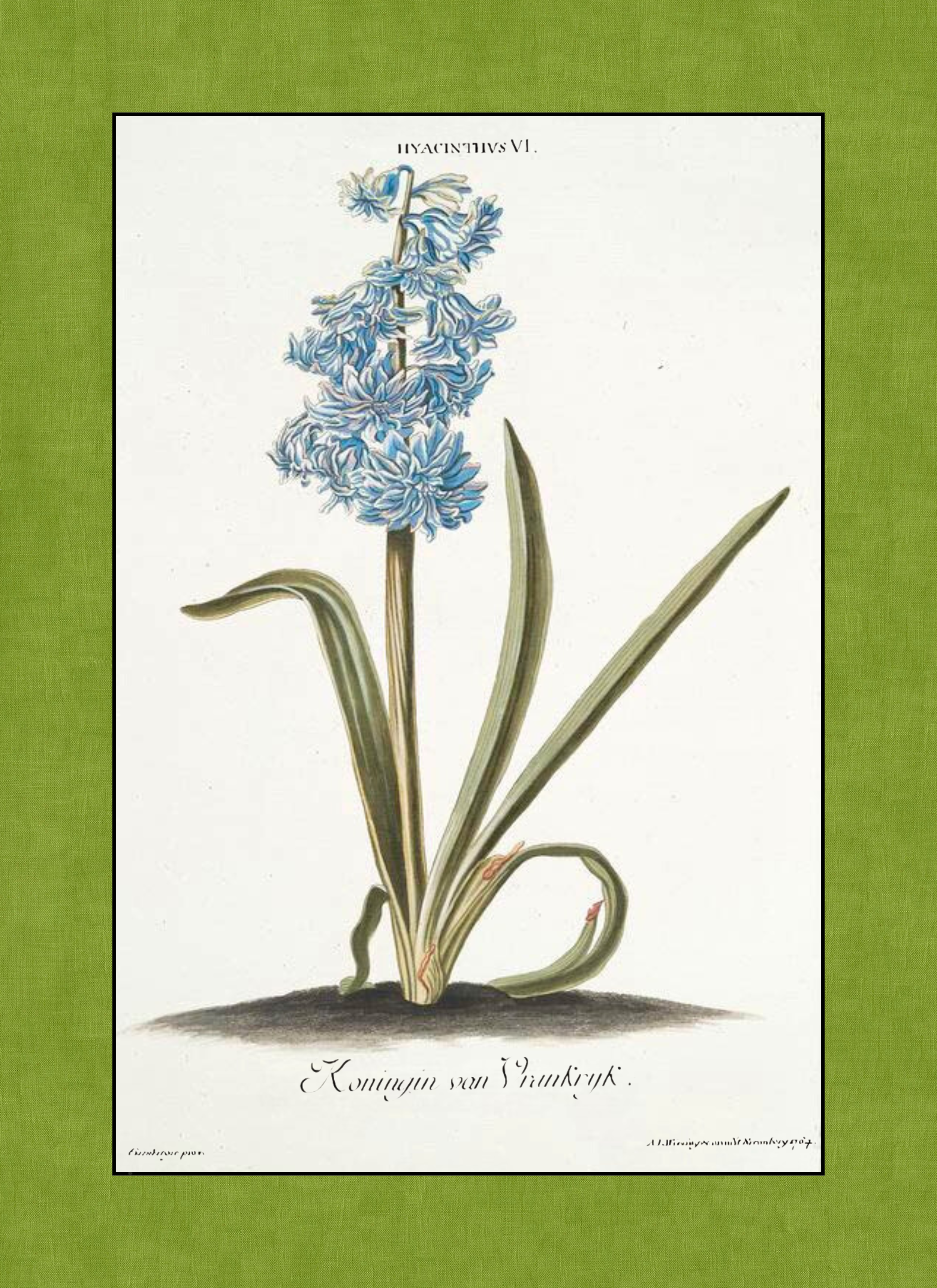 Final - Copy of Flower - Blue Bells - (8 x 11 in).png