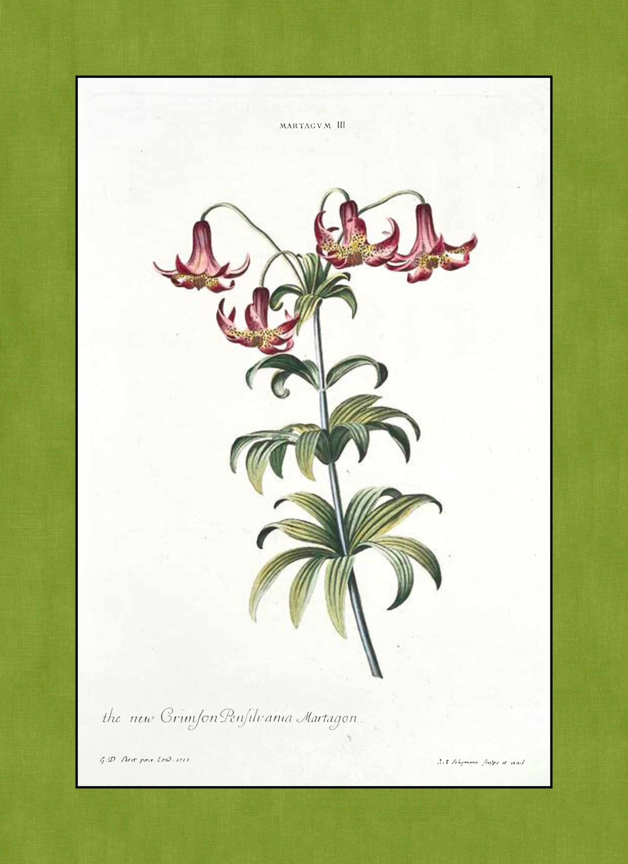 Flower - Lily Orig - 8 x 11 in.png
