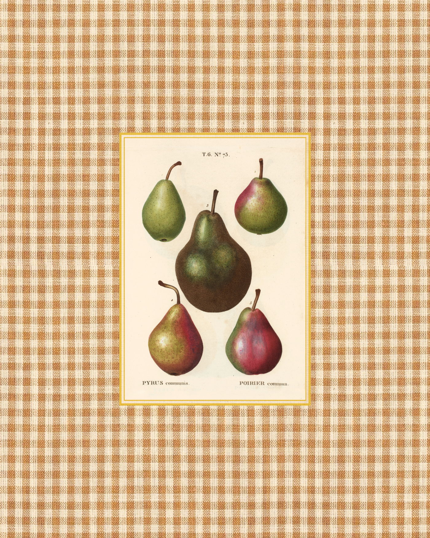 Apple 4 - plaid - pyrus (8 x 10 in) (1).png