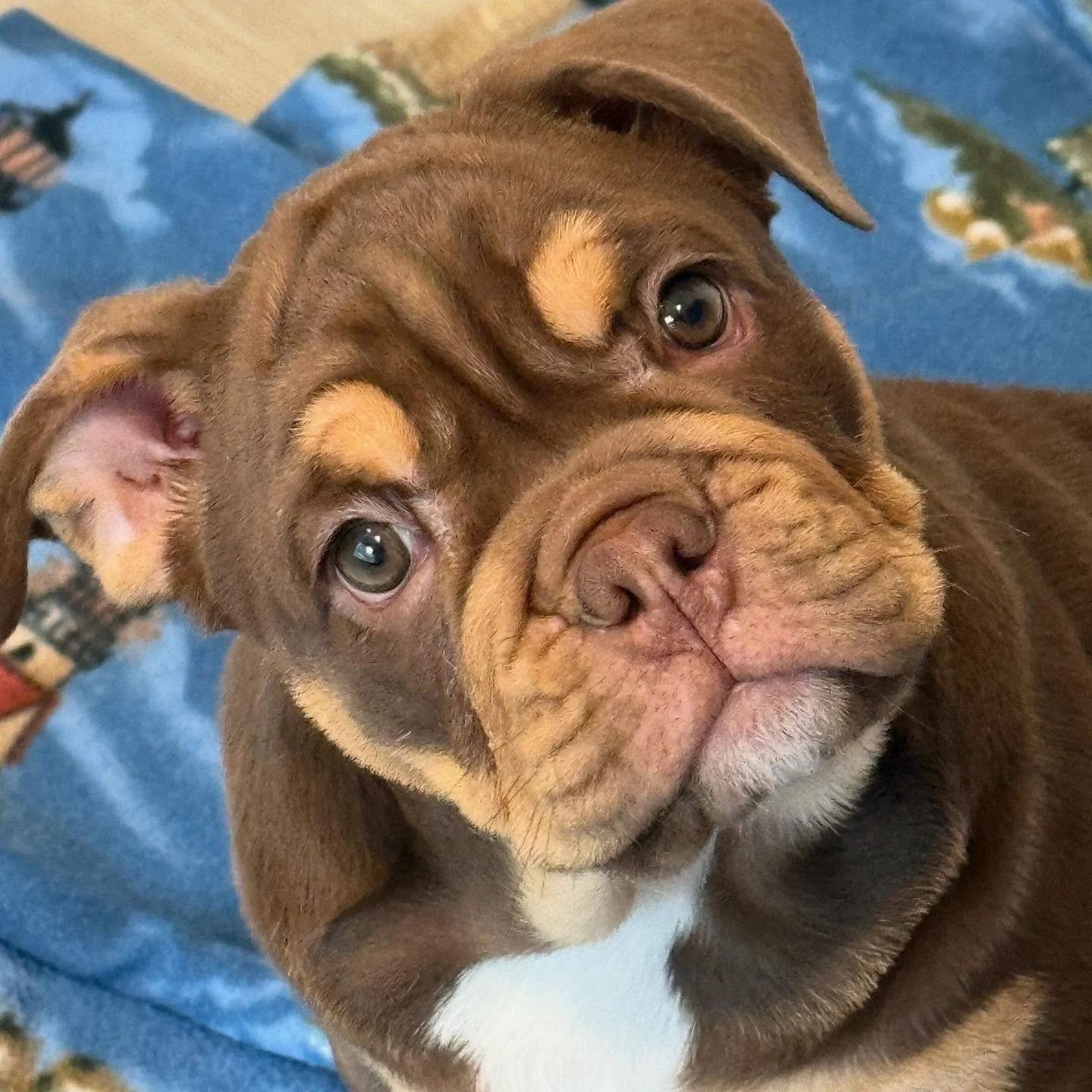 Lola isn&rsquo;t a fan of the rain or that it&rsquo;s perfect writing weather for me&hellip;she&rsquo;d rather be getting constant attention.

The other two will show her the ways soon. #englishbulldogsofinstagram #dogsofinstagram #writerproblems