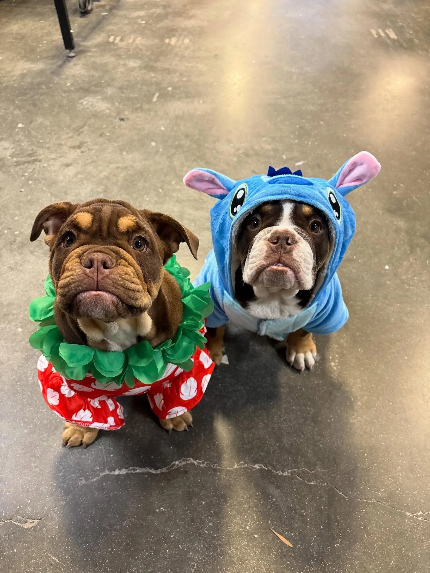 Happy Halloween from the cutest babies ever. LILO and Stitch ❤️❤️❤️. #bulldogsinstagram #dogshalloweencostume