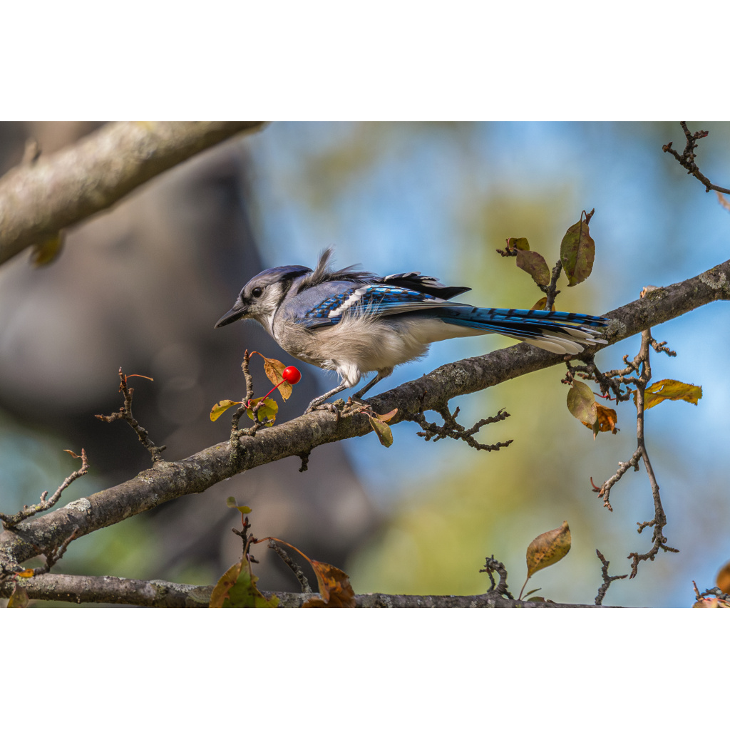 Blue jay with berry