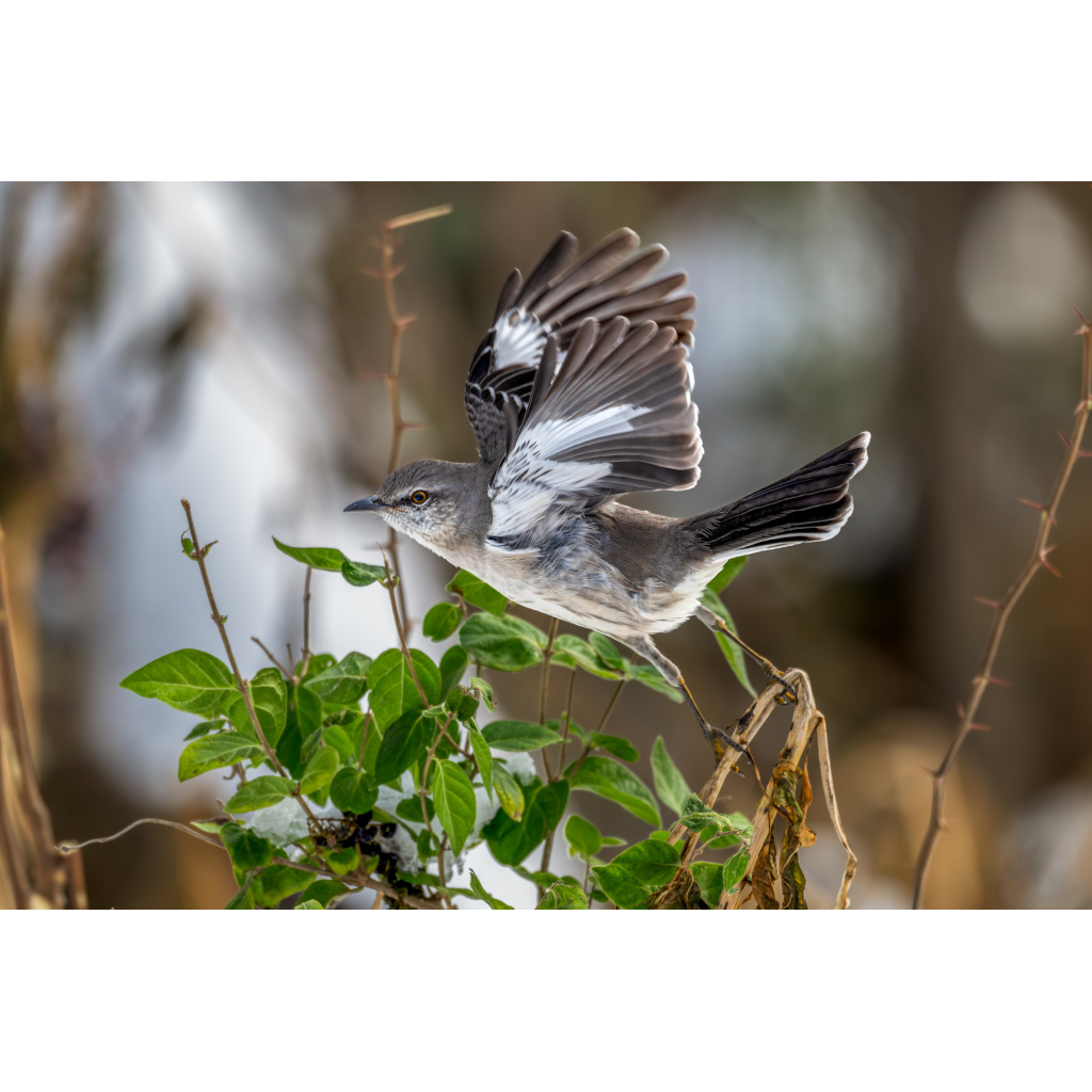 Mockingbird in flight