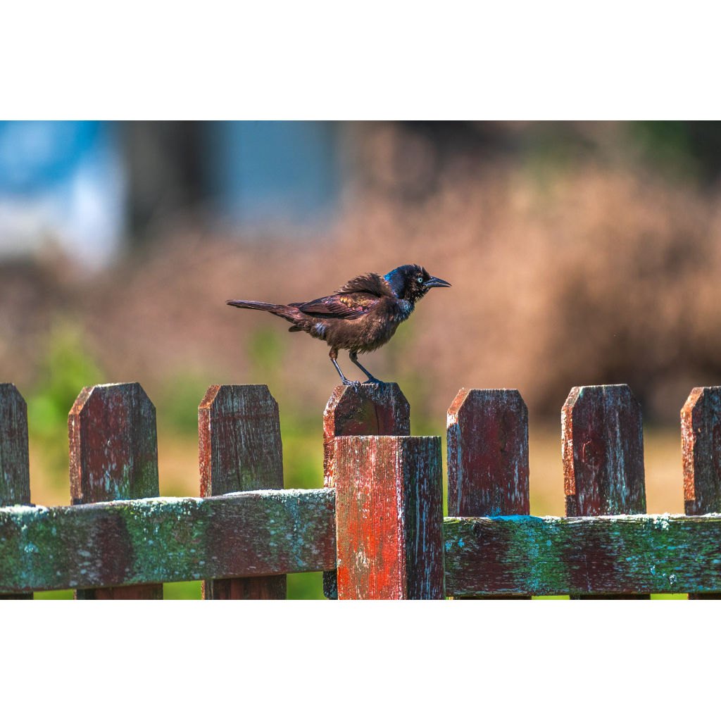 Grackle on fence