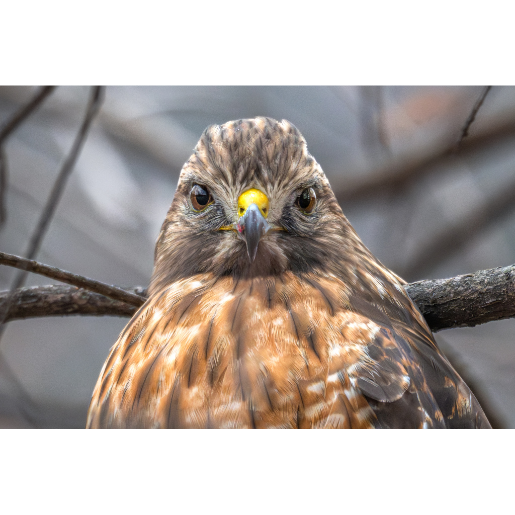 Hawk portrait