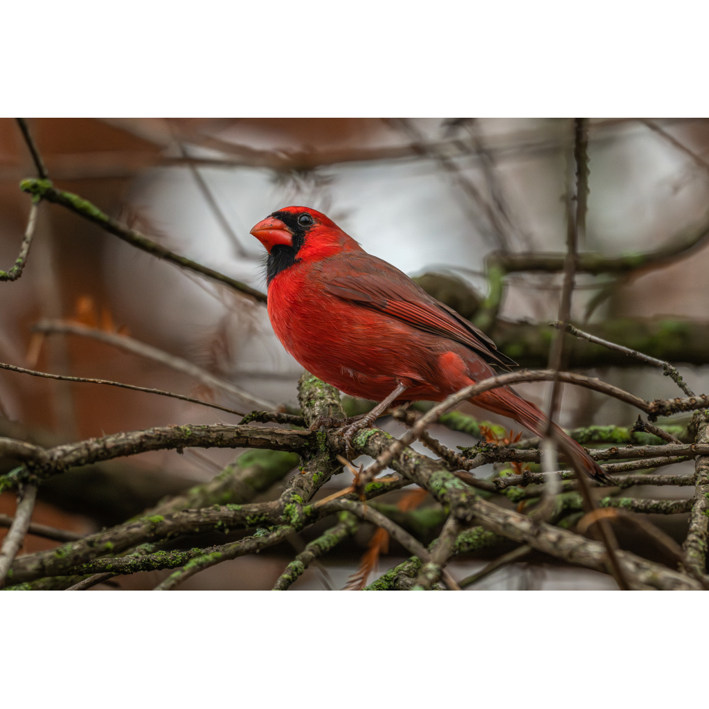 Cardinal in mossy tree
