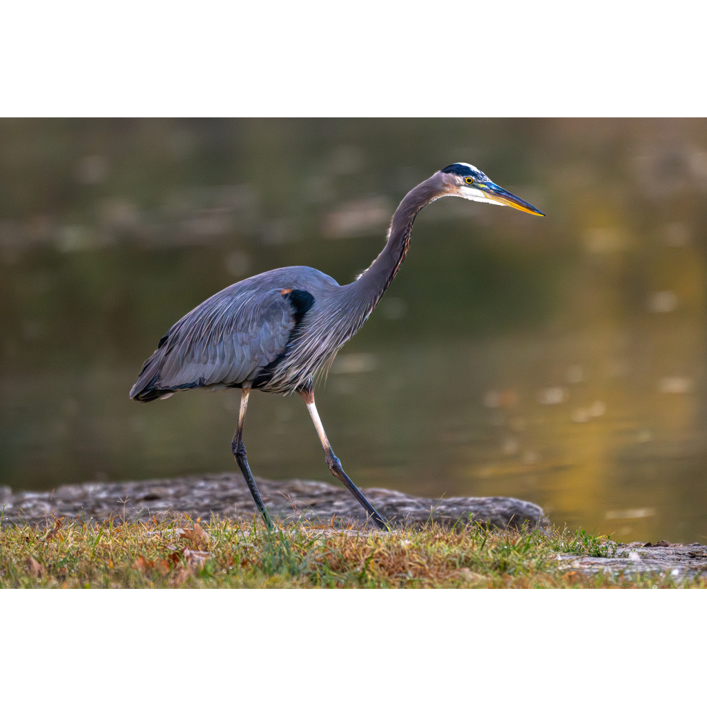 Heron walking
