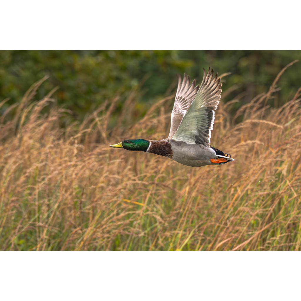 Mallard in flight