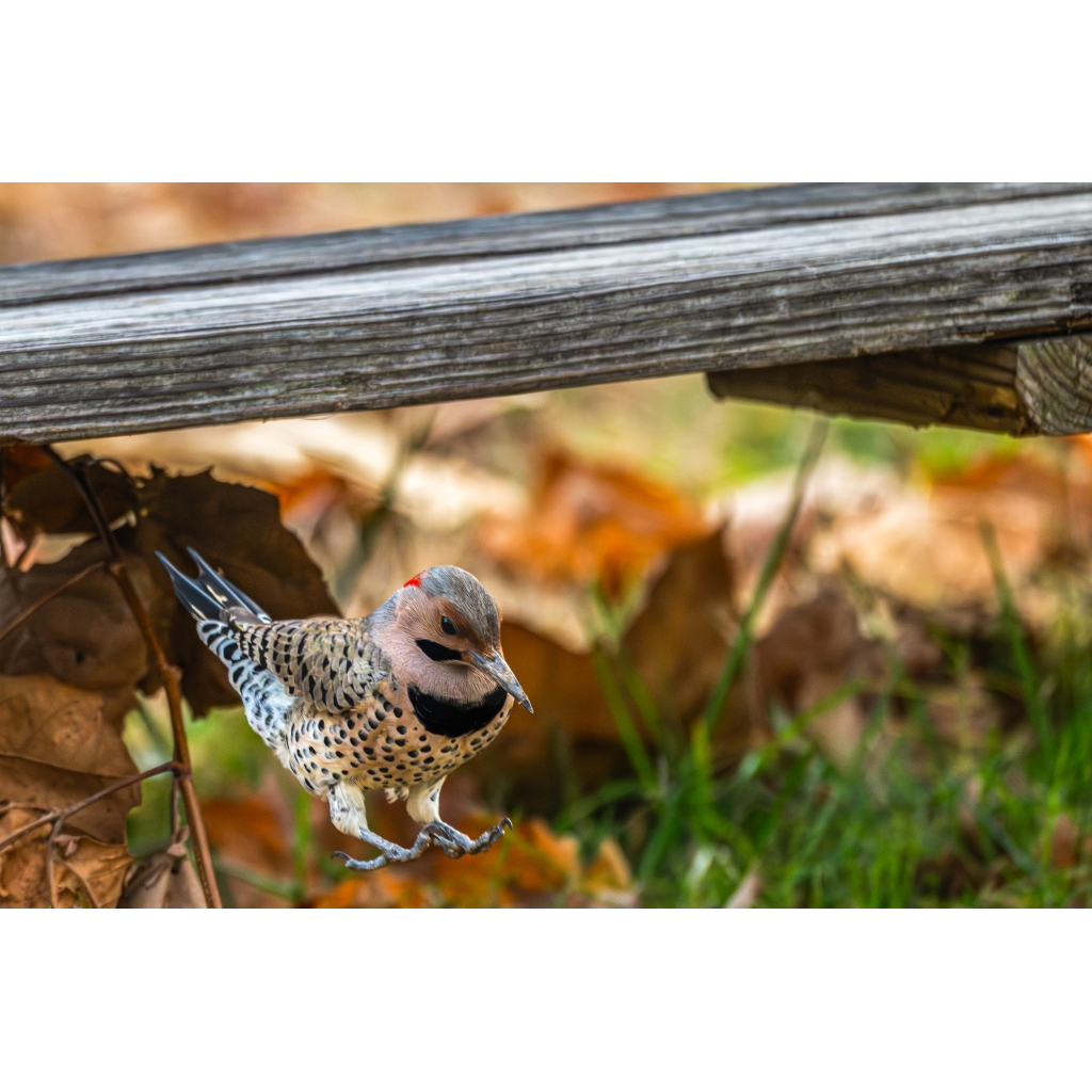 Northern flicker hopping