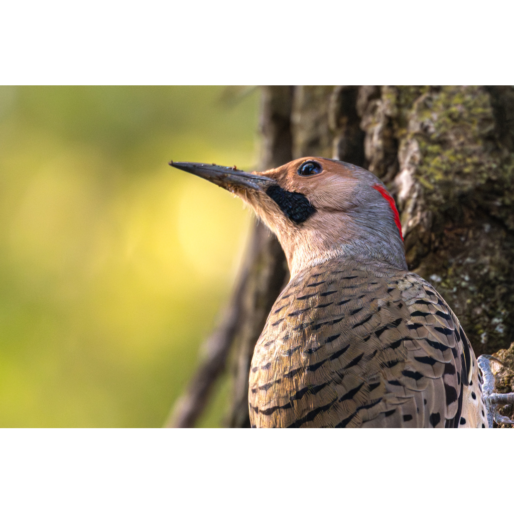 Northern flicker portrait