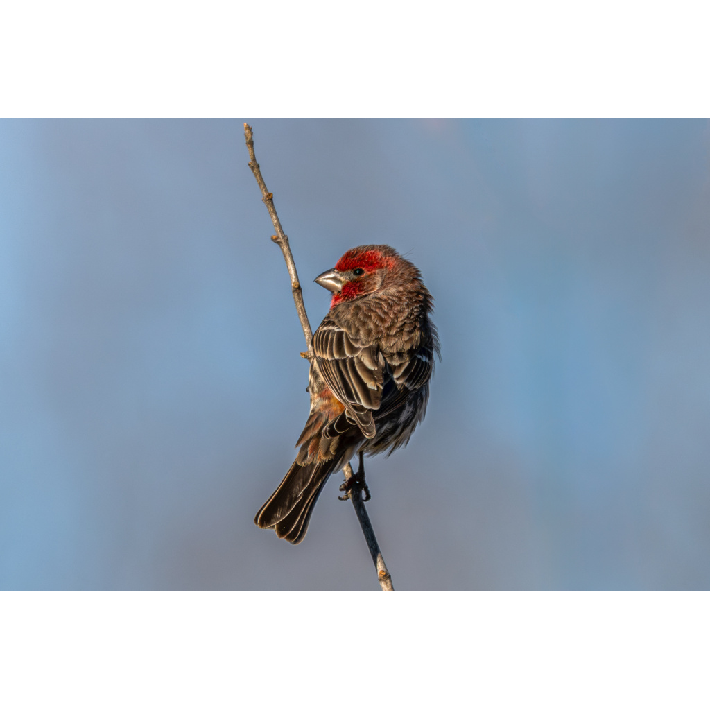 House finch