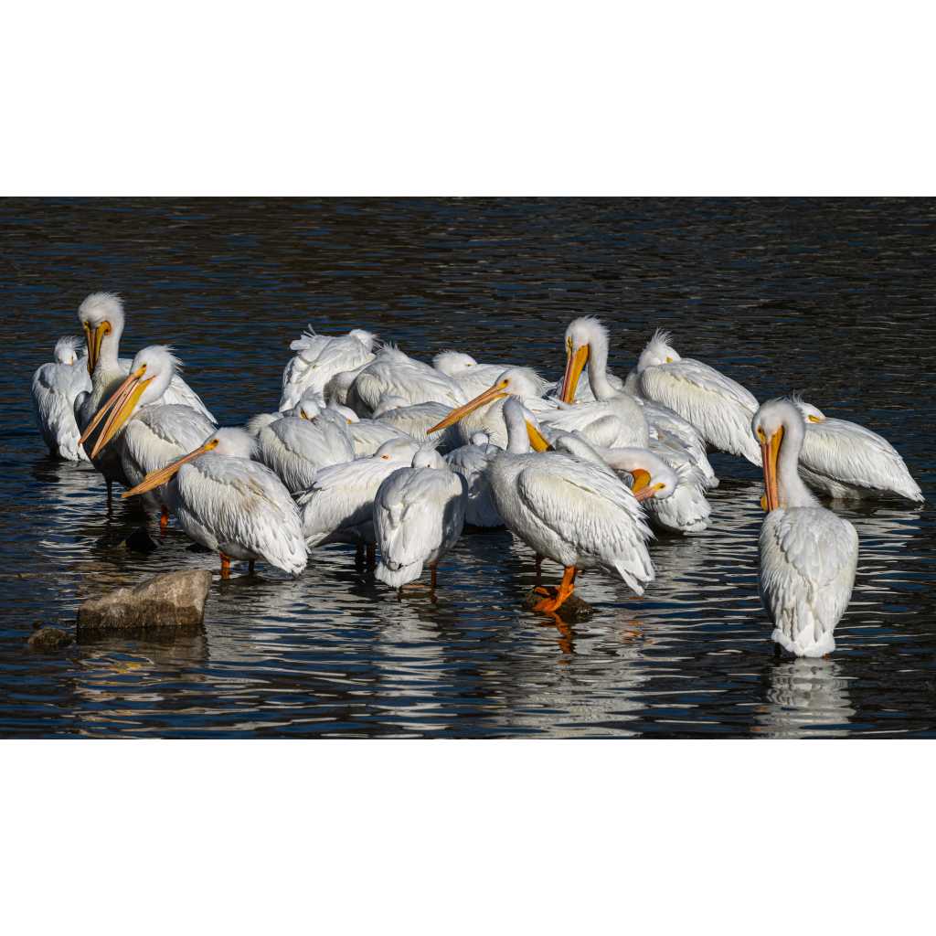 American white pelicans