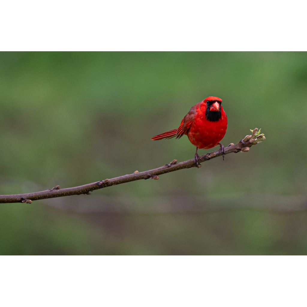 Northern cardinal