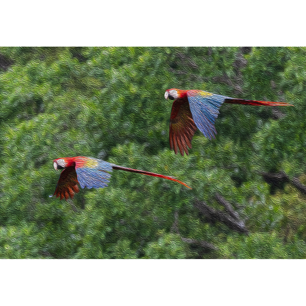 Scarlet macaws