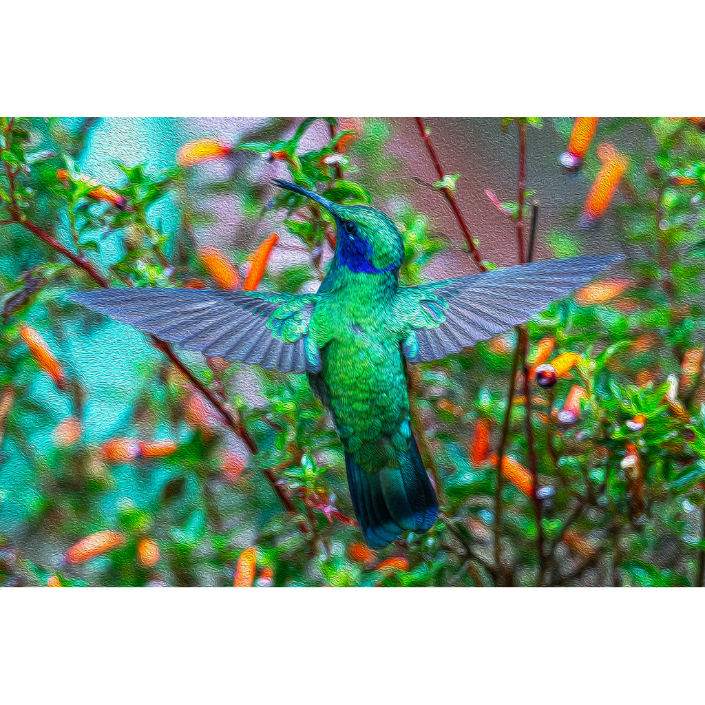 Mexican violetear