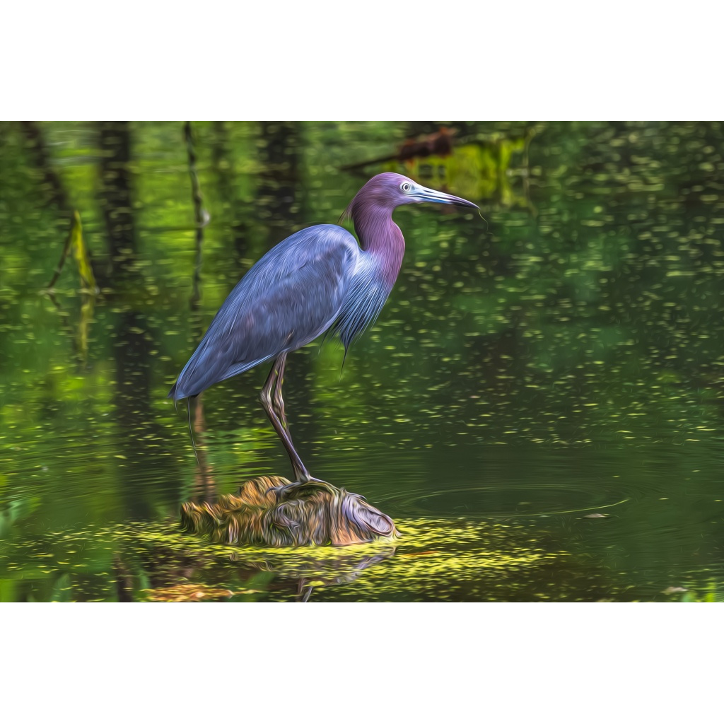 Little blue heron