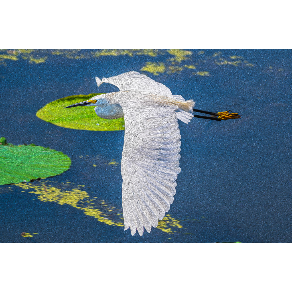 Snowy egret