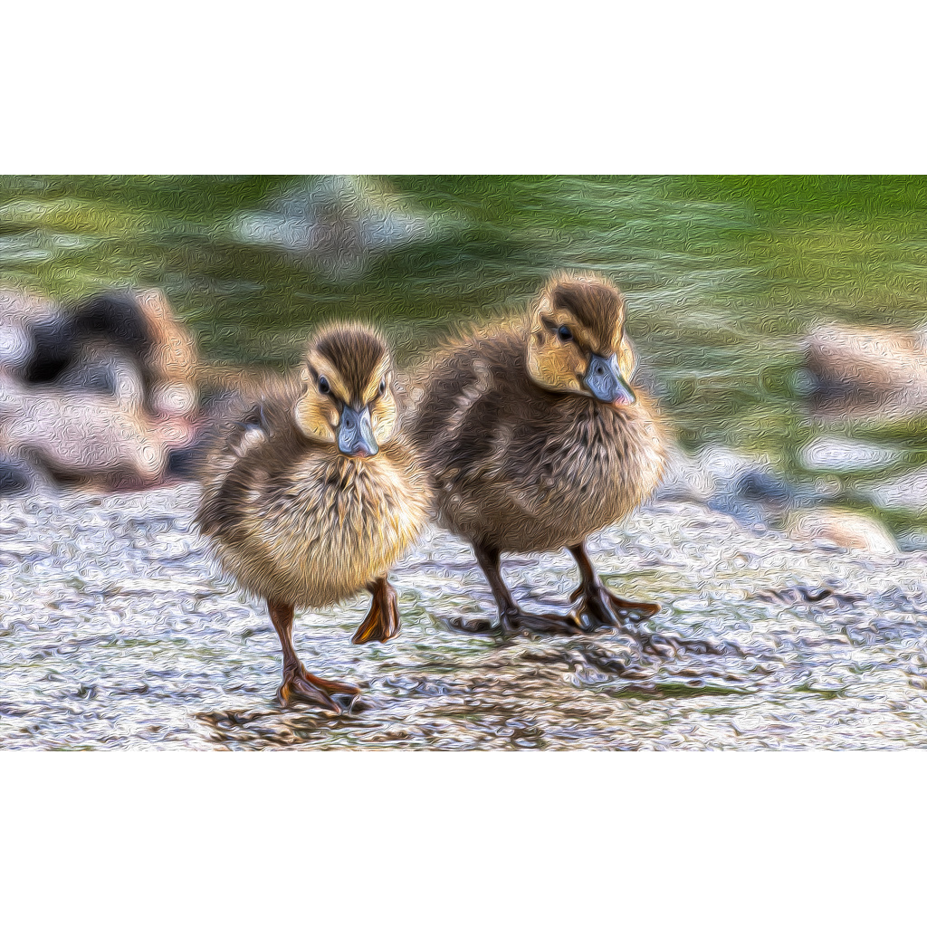 Mallard ducklings