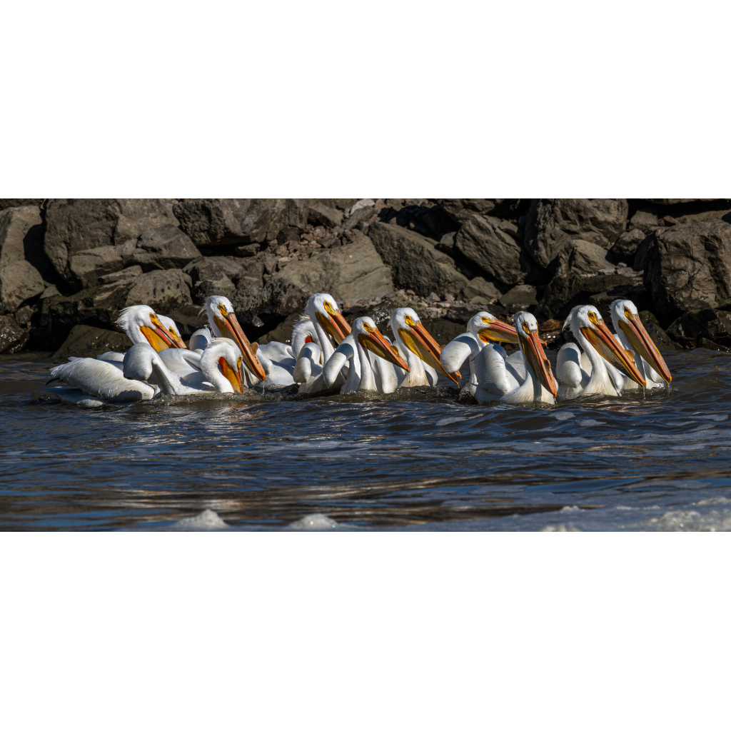 Flock of pelicans