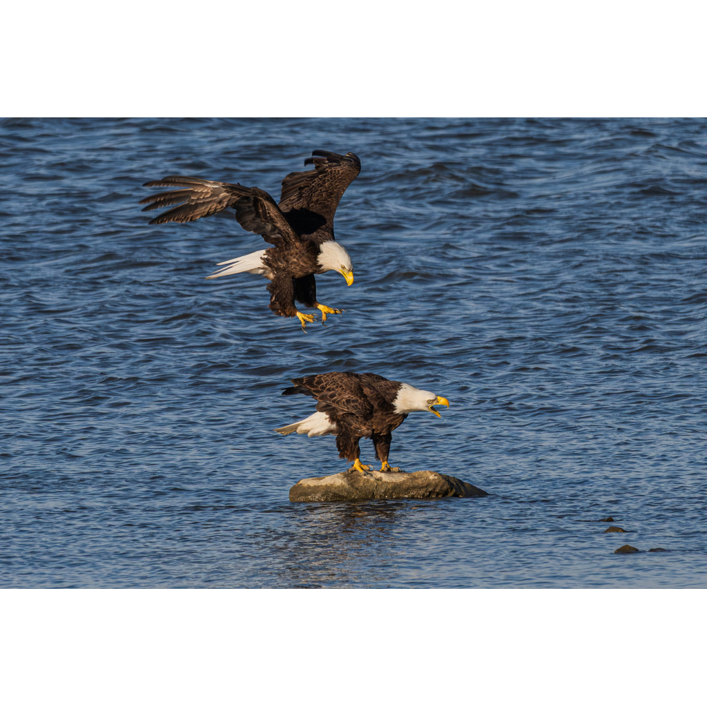 Eagle landing