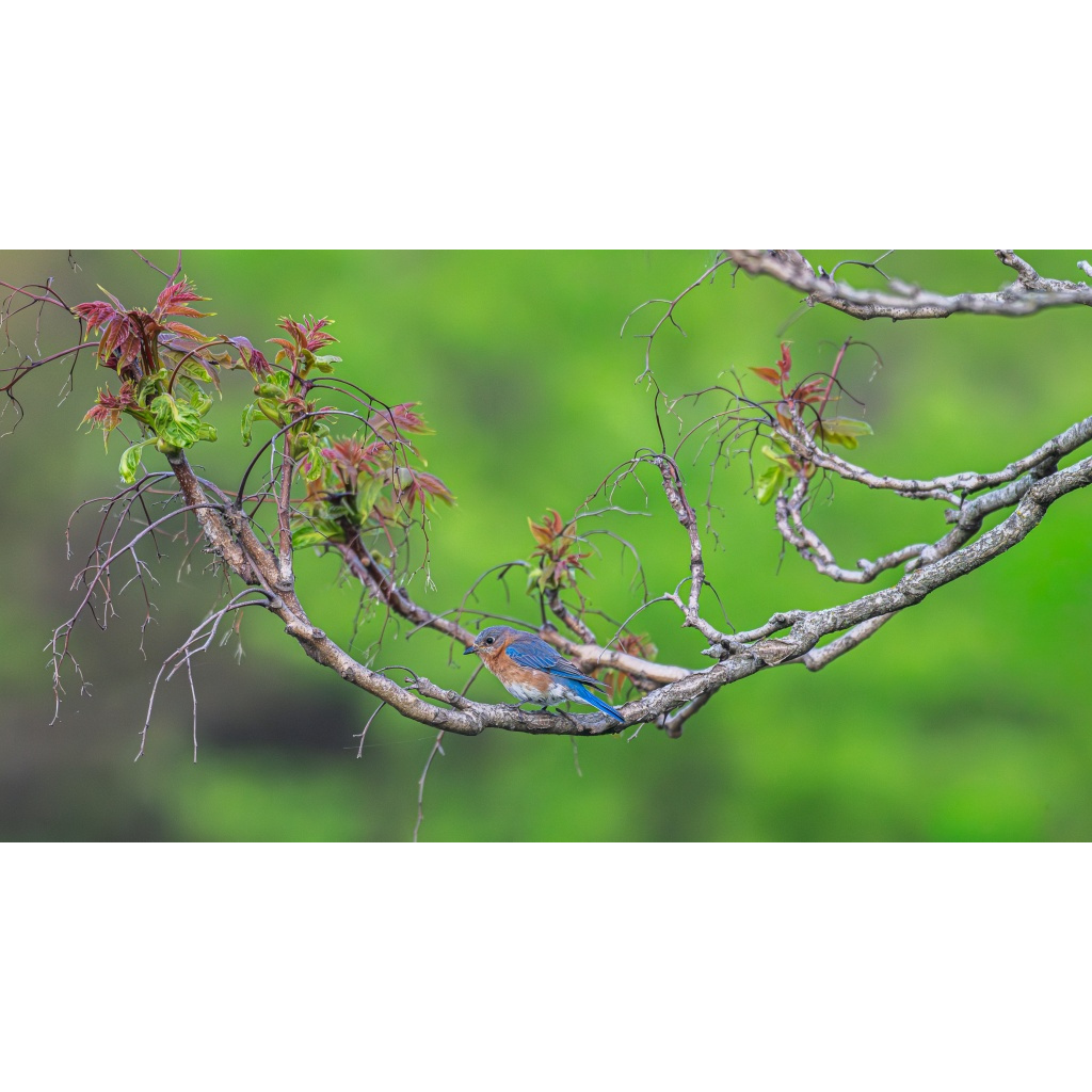Eastern bluebird spring