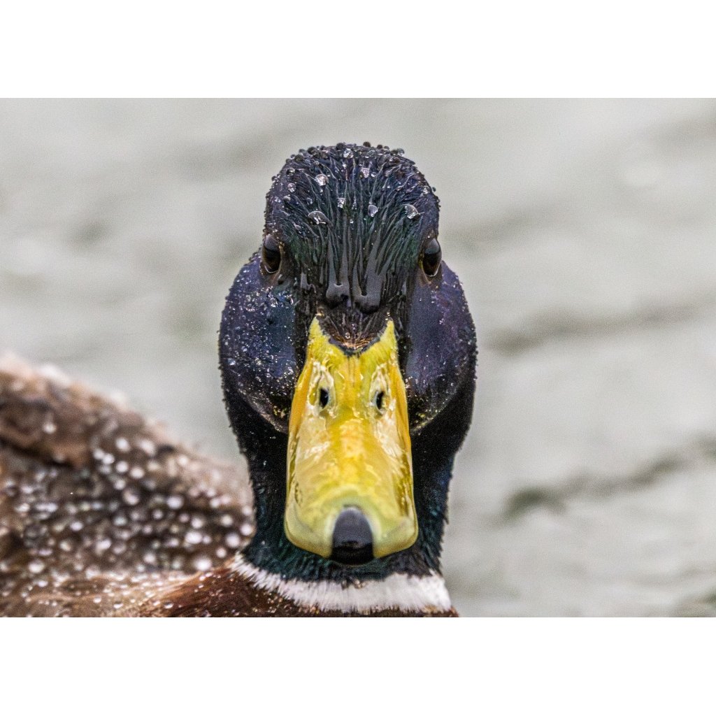Mallard duck rain