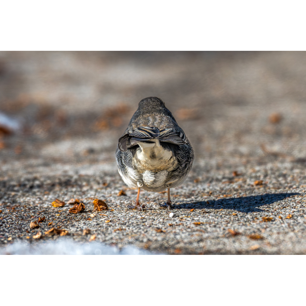 Bird butt