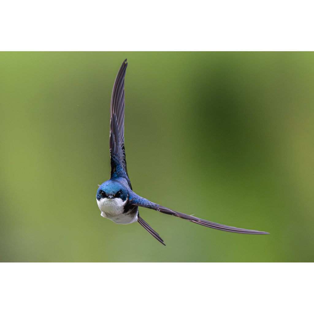 Tree swallow