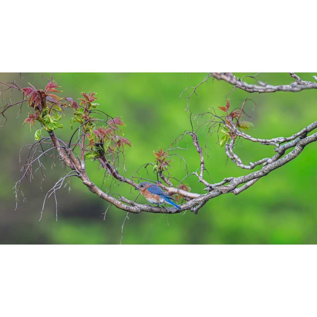 Eastern bluebird spring