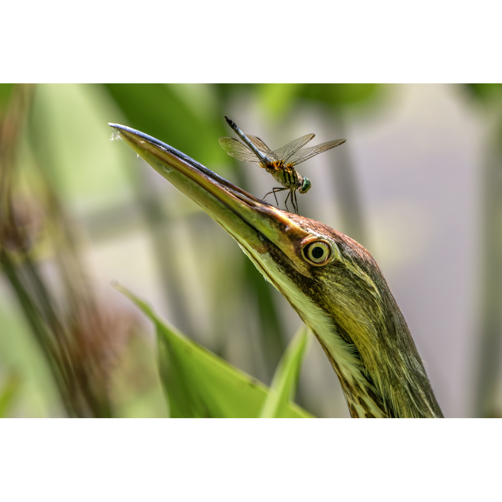American bittern