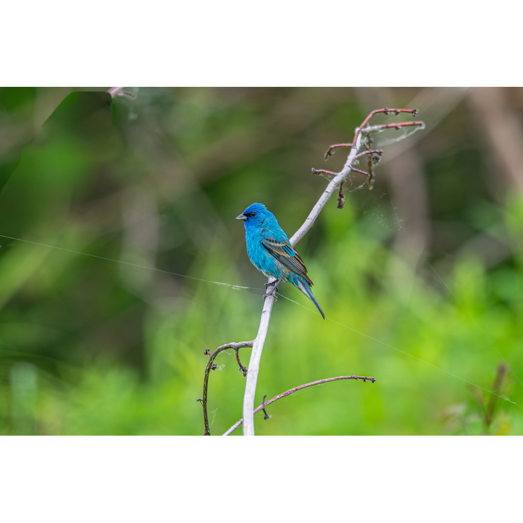 Indigo Bunting