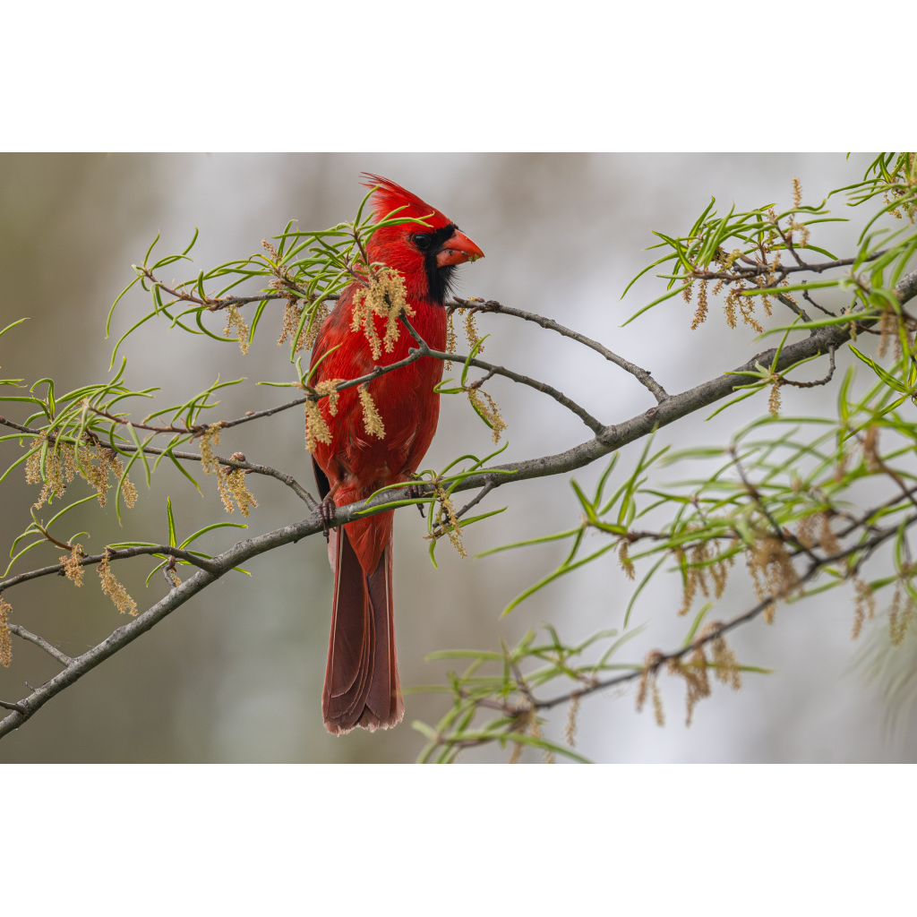 Cardinal in the spring