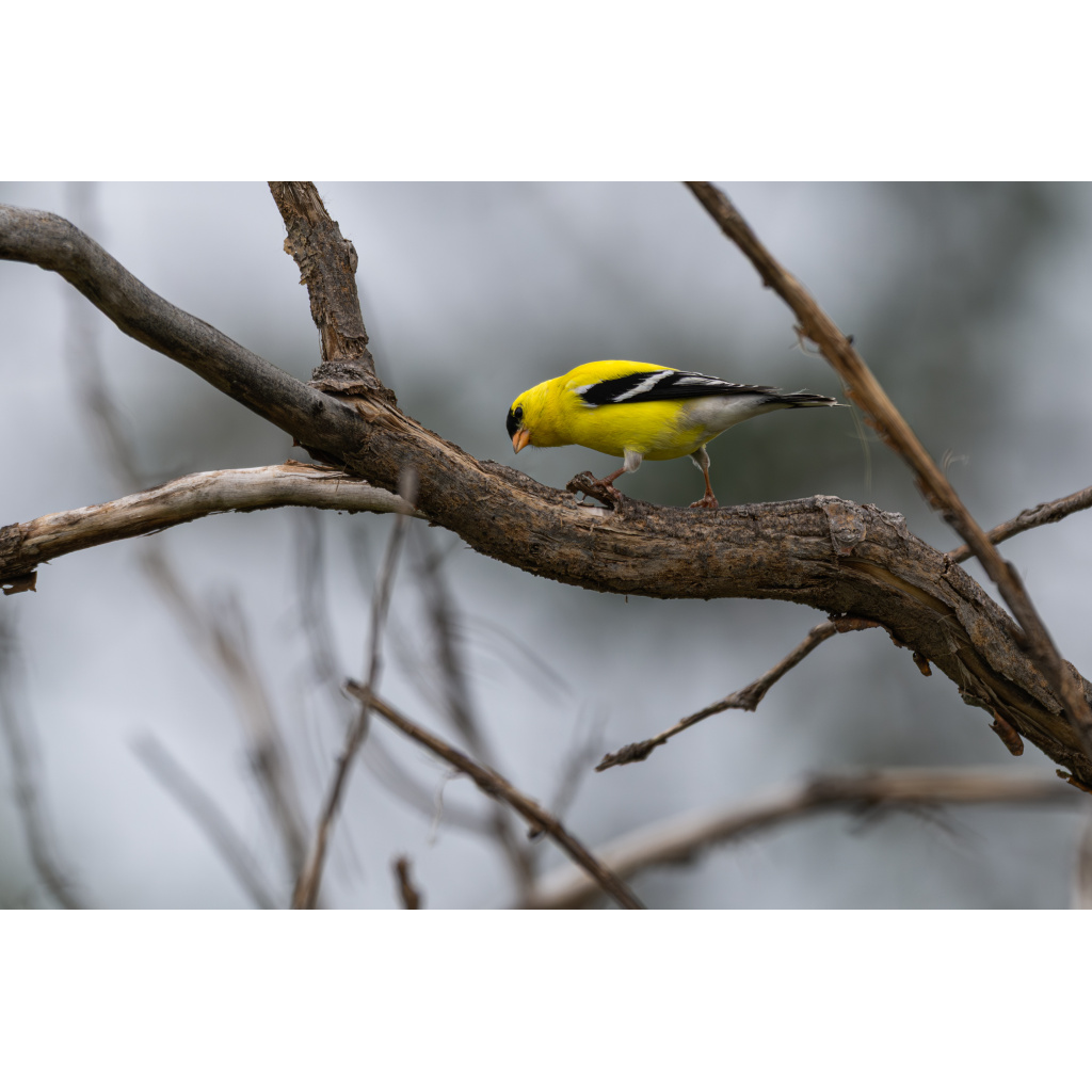 American goldfinch