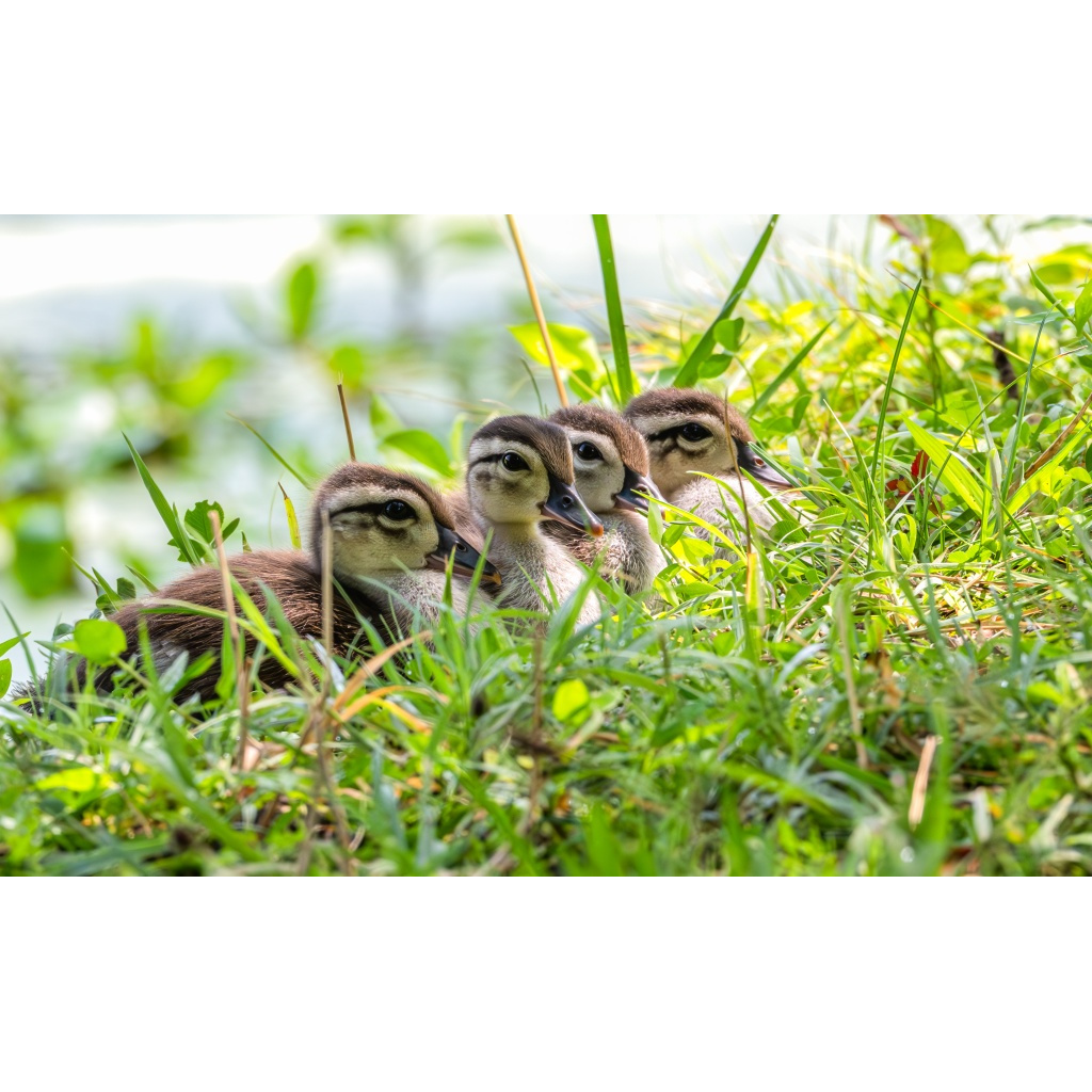 Ducklings (Wood ducks)