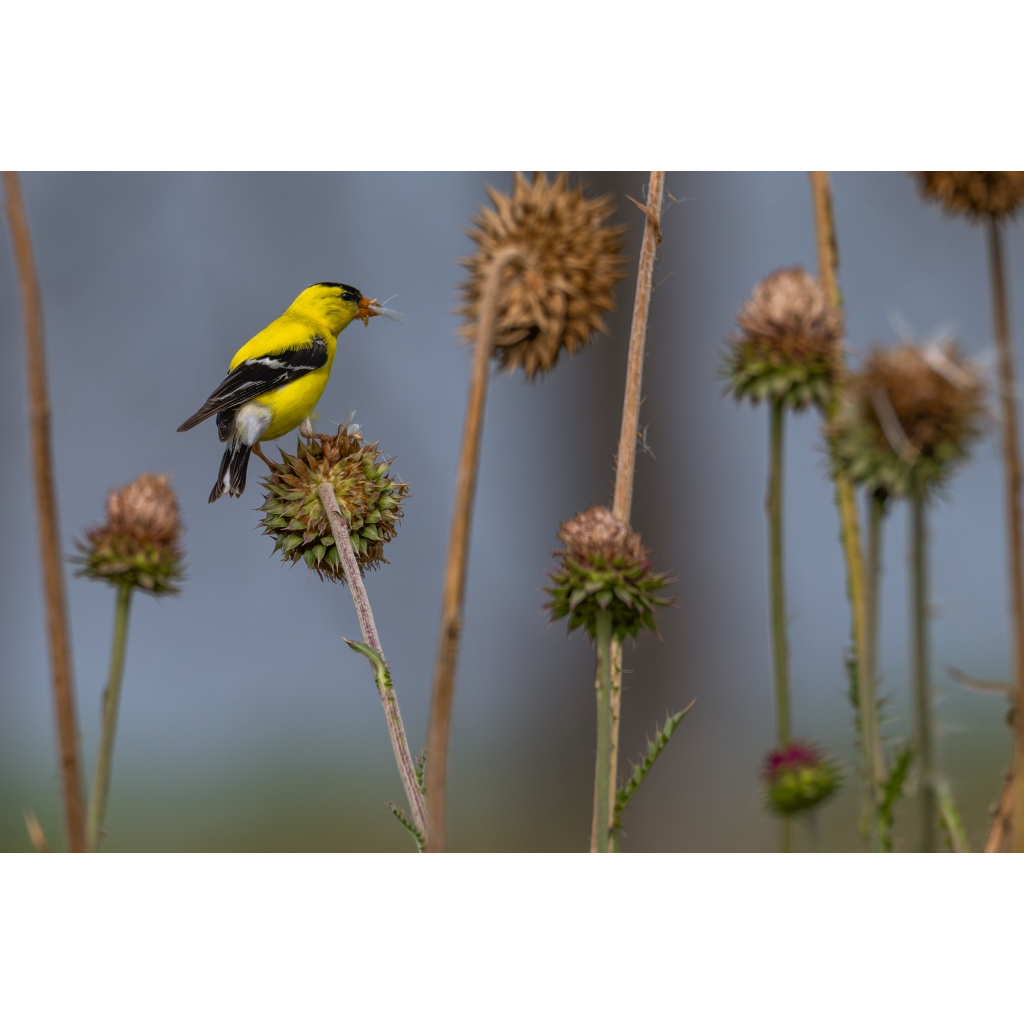 American goldfinch and thistle