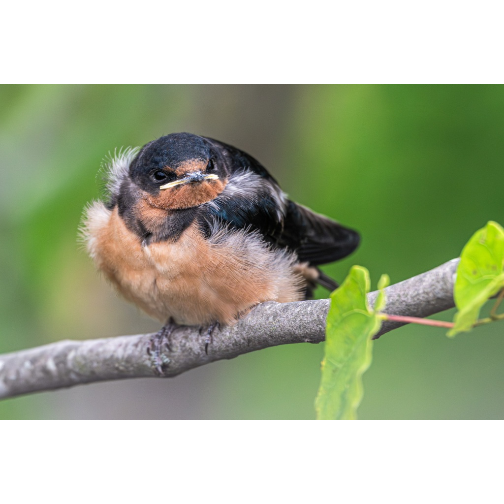 Fledgling barn swallow