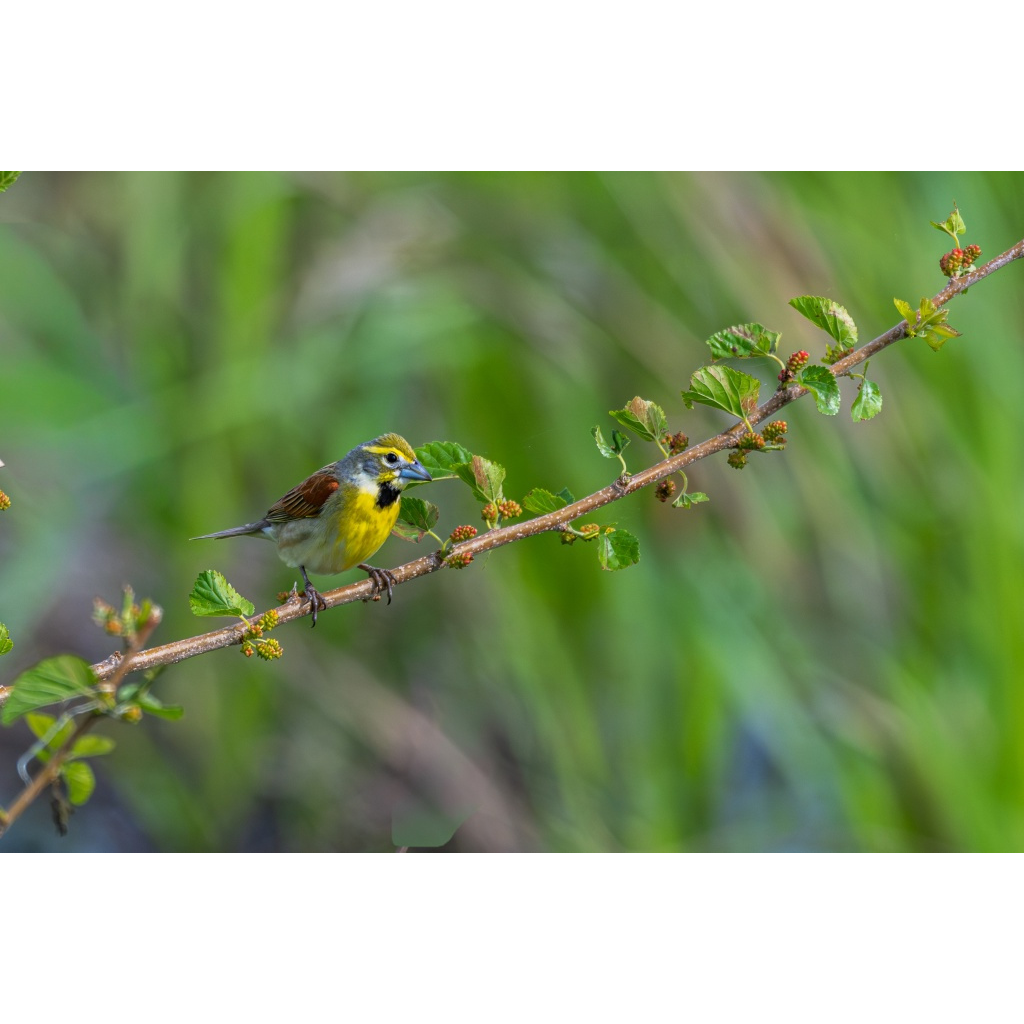 Dickcissel