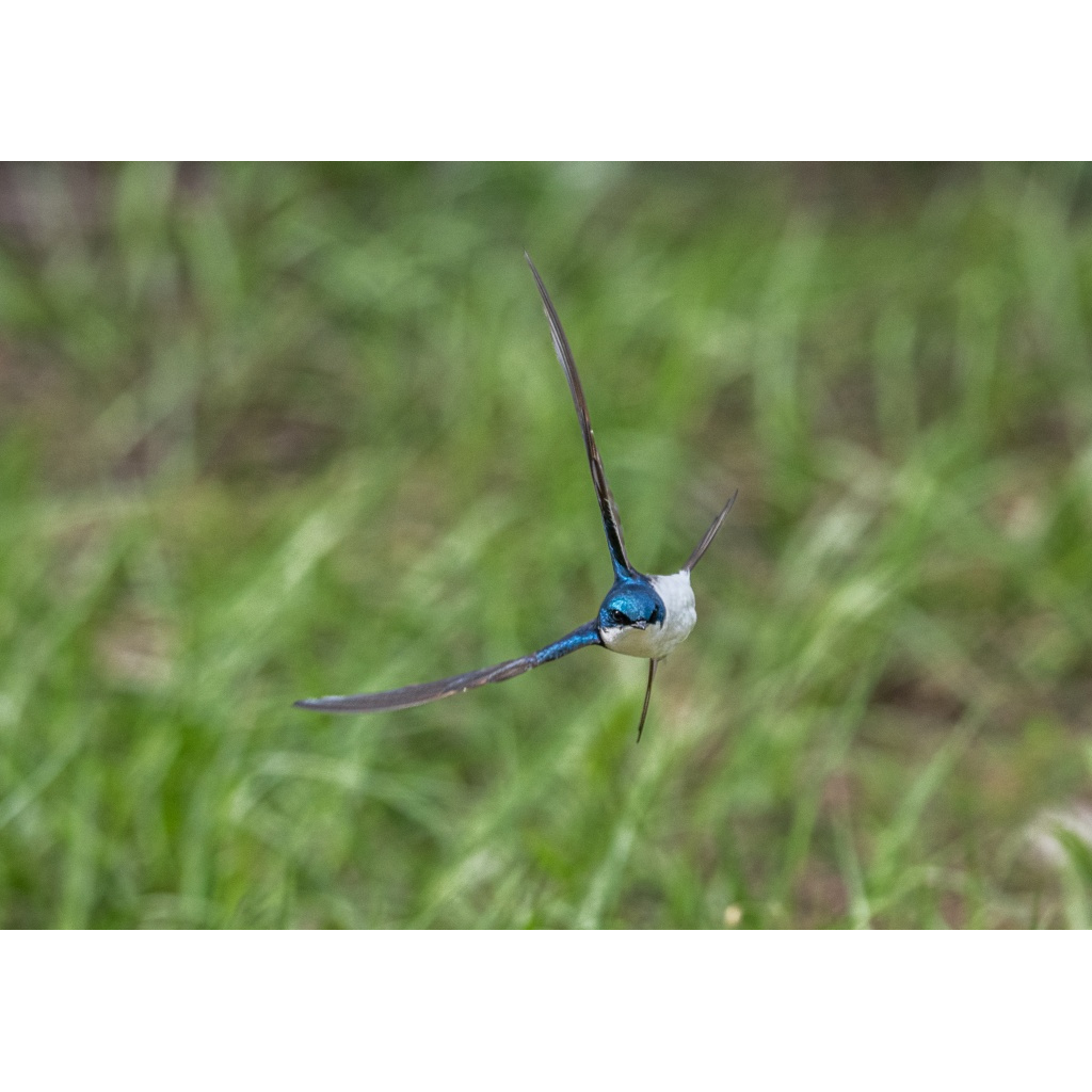 Tree swallow