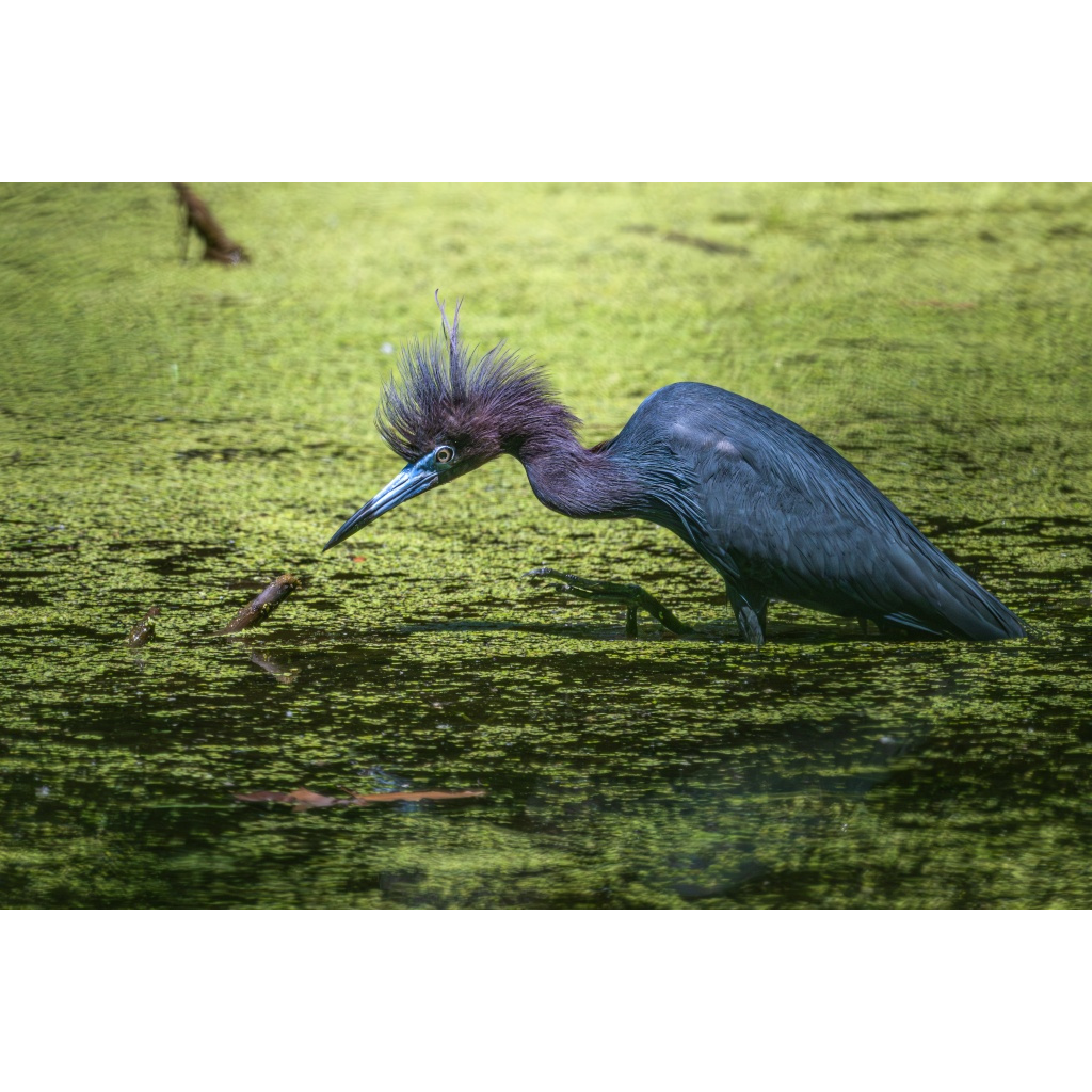Little blue heron (funny)