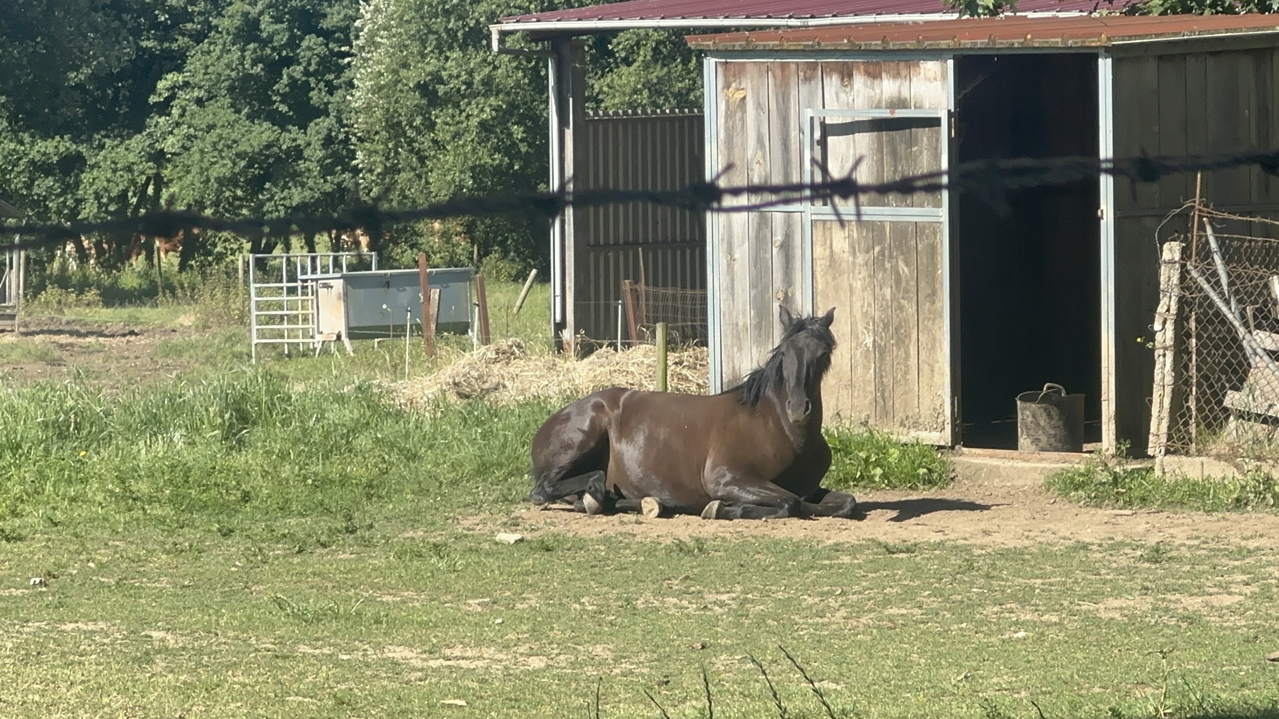 IMG_5326.jpeg