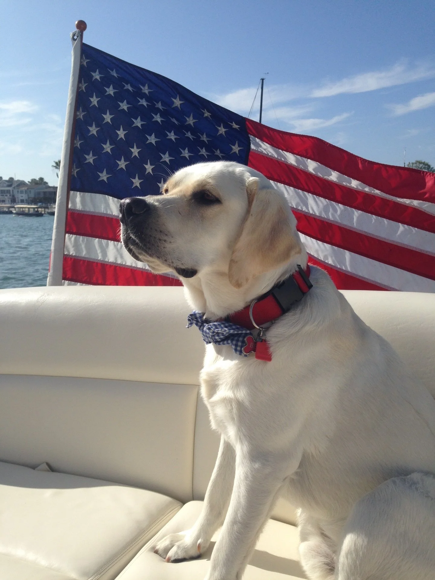 We are sure going to miss this guy. 😢 He was our wedding gift to each other. Our first baby. Unbeknownst to him (and us) he was also the founding member of our soon to be frat house. Everybody loved Bear Dog. He had 15 wonderful years on this planet