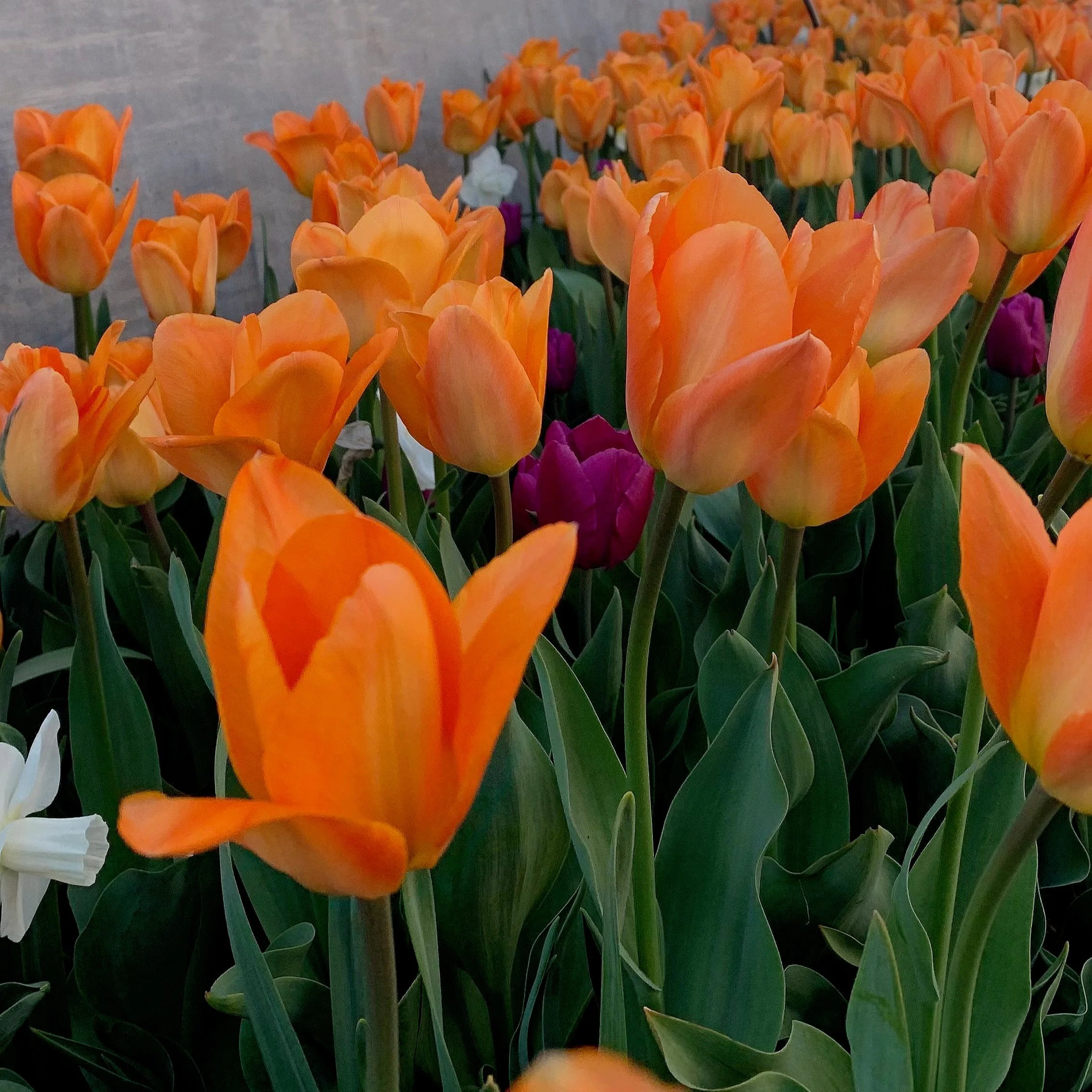 Denver Botanical Gardens 2024
"A burst of color."