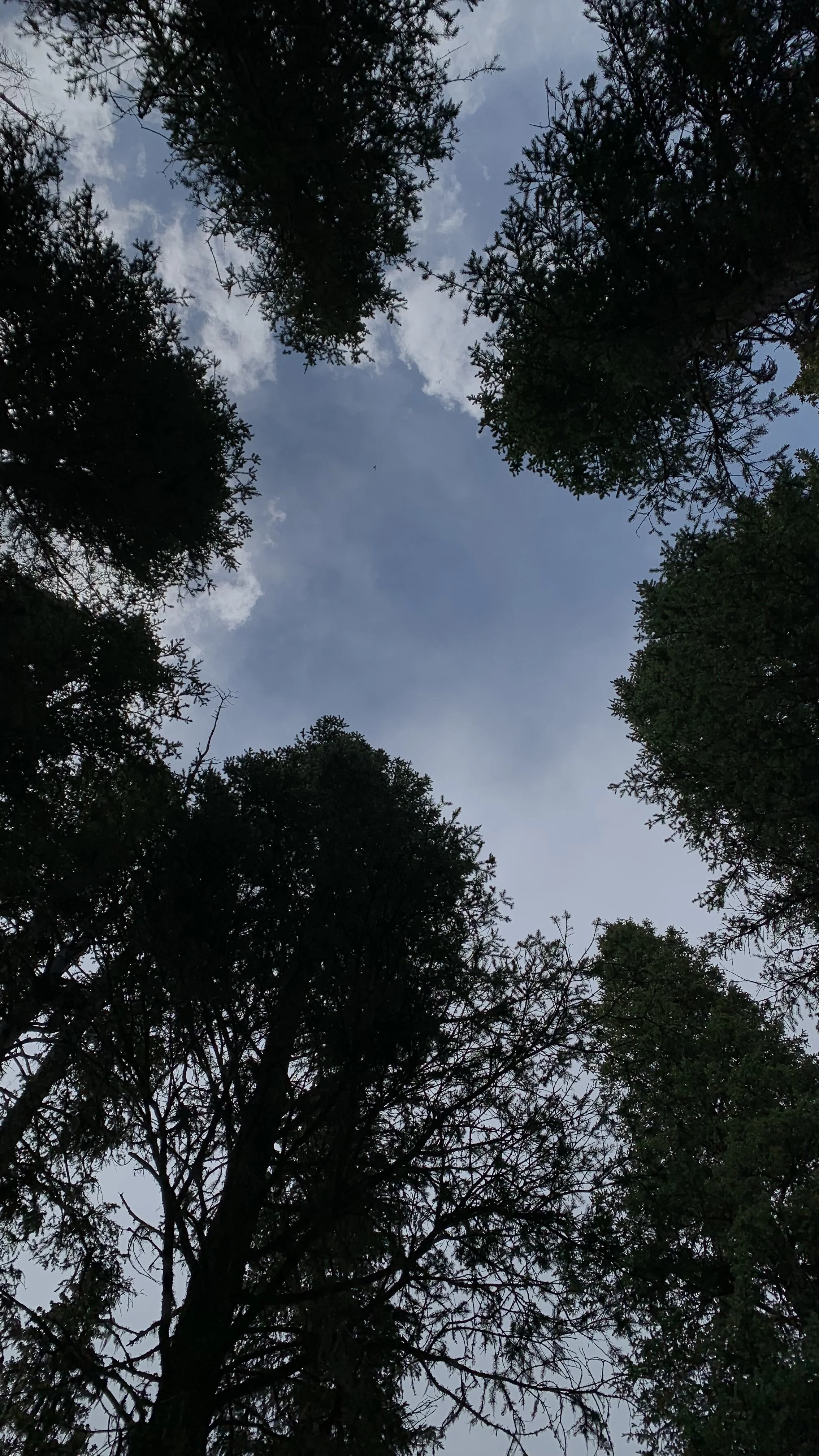 View looking up at tall trees with a partly cloudy sky in the background.