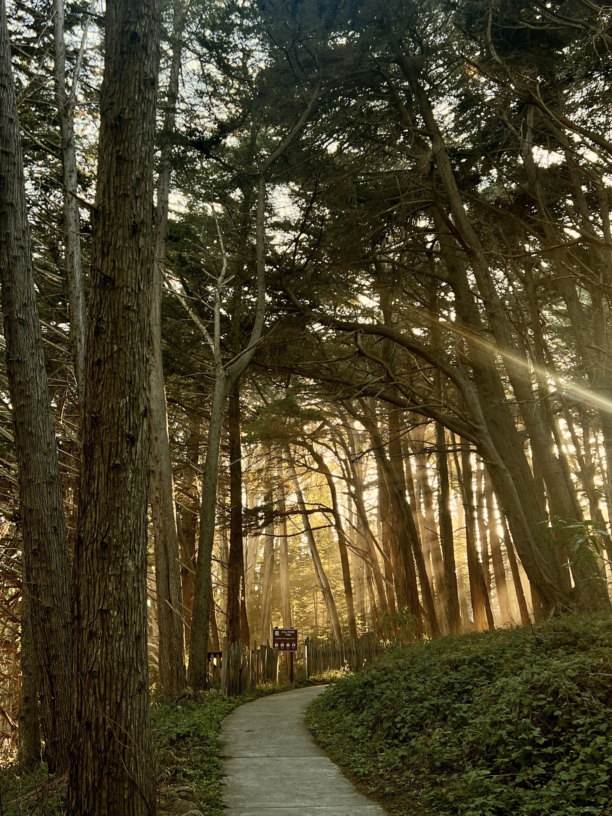 Sunlit forest pathway with tall trees and a wooden fence