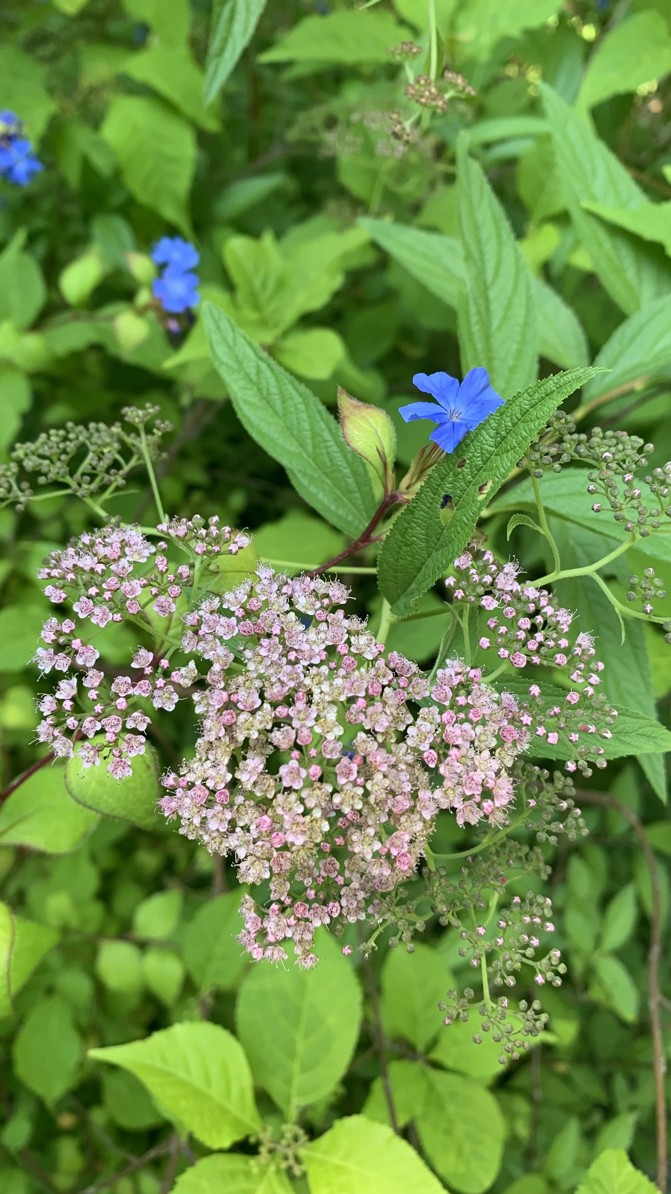 Close-up of small pink and blue flowers with green leaves in a garden setting.
