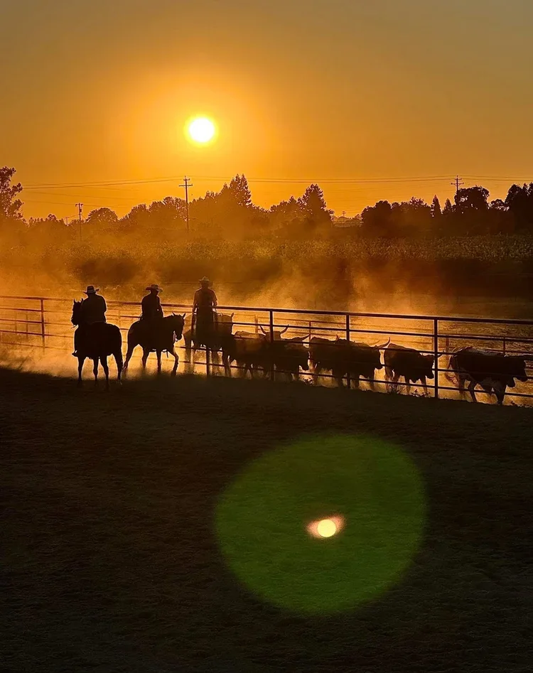 Intro To Ranch Roping Workshop (Part 1)