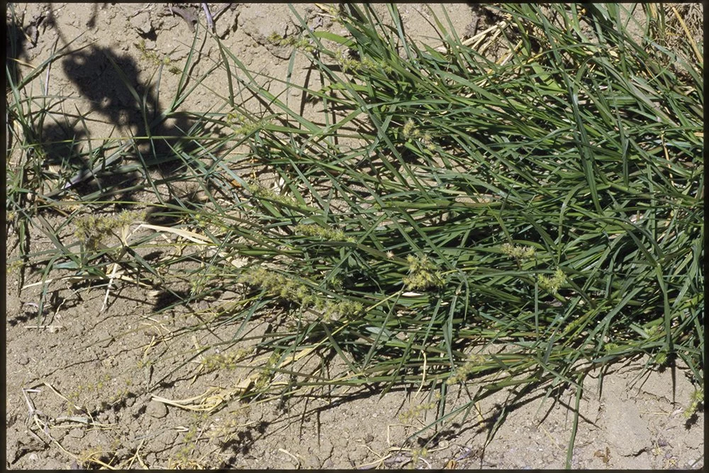 Cenchrus longispinus (Sandburs)