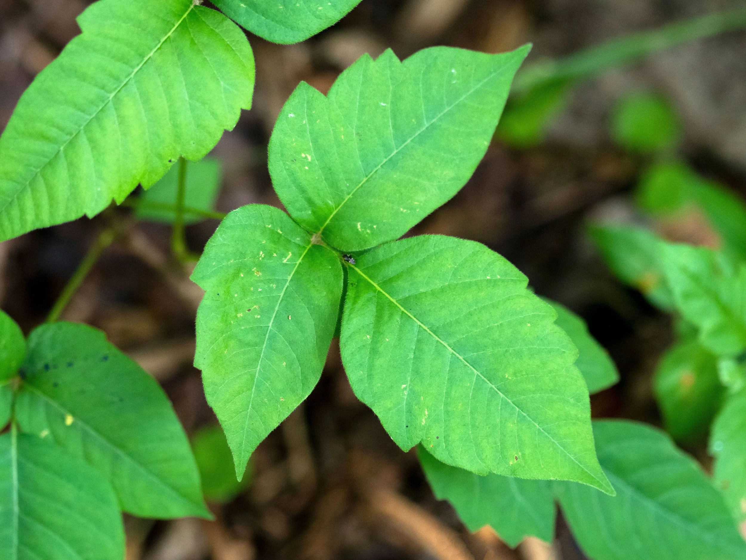 Toxicondendron rydbergii (Poison Ivy)